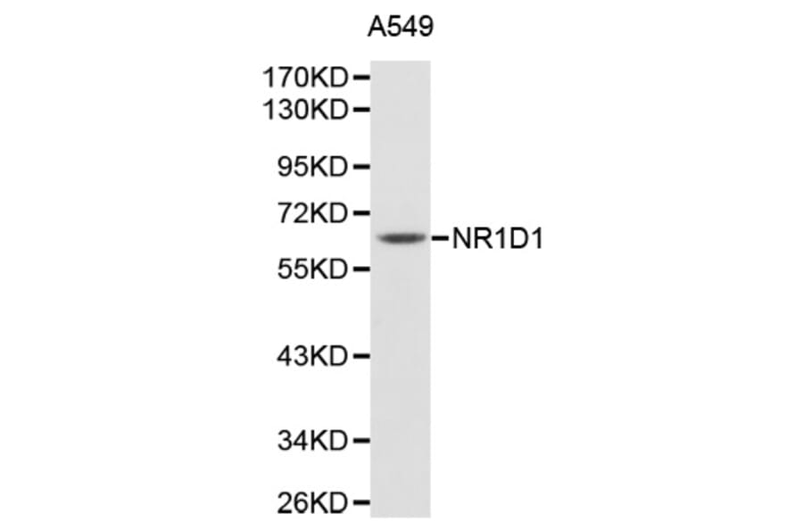 Western Blot - Anti-NR1D1 Antibody (A1478) - Antibodies.com
