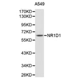 Western Blot - Anti-NR1D1 Antibody (A1478) - Antibodies.com