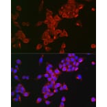 Immunofluorescence - Anti-FSH-R Antibody (A11453) - Antibodies.com