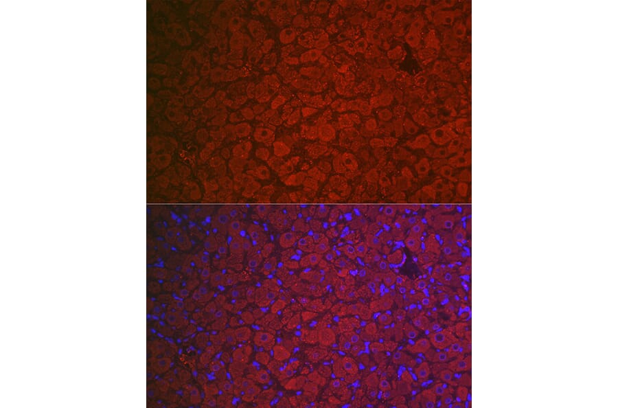 Immunofluorescence - Anti-FSH-R Antibody (A11453) - Antibodies.com