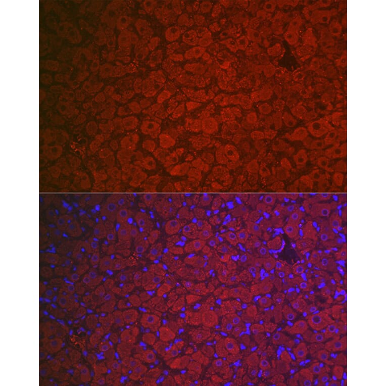 Immunofluorescence - Anti-FSH-R Antibody (A11453) - Antibodies.com