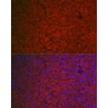Immunofluorescence - Anti-FSH-R Antibody (A11453) - Antibodies.com