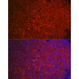 Immunofluorescence - Anti-FSH-R Antibody (A11453) - Antibodies.com