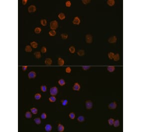 Immunofluorescence - Anti-CD11c Antibody (A11454) - Antibodies.com