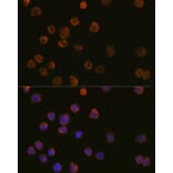 Immunofluorescence - Anti-CD11c Antibody (A11454) - Antibodies.com