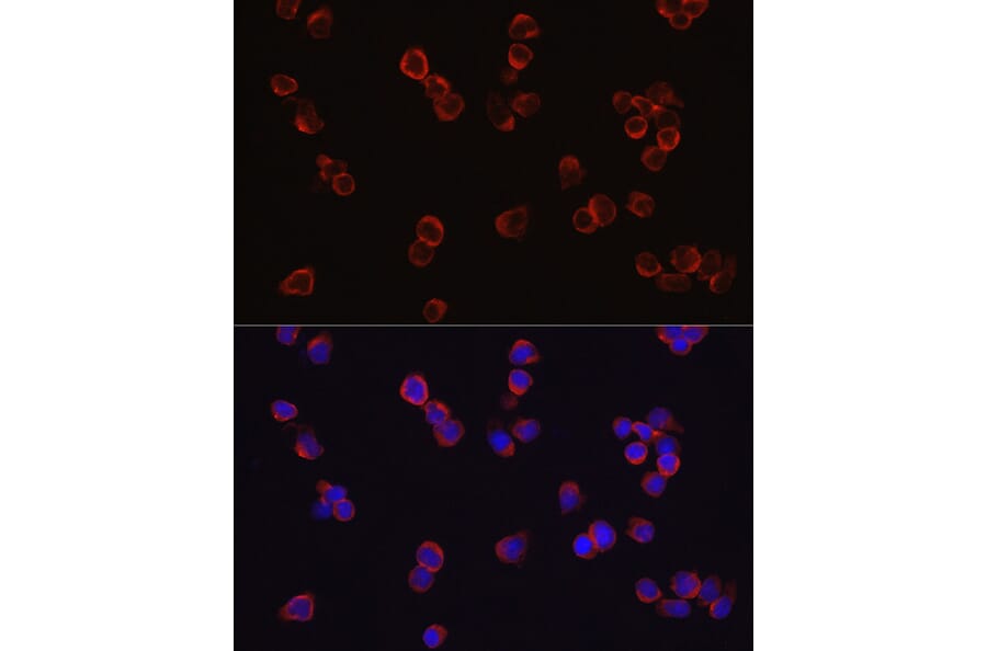 Immunofluorescence - Anti-CD4 Antibody (A11458) - Antibodies.com