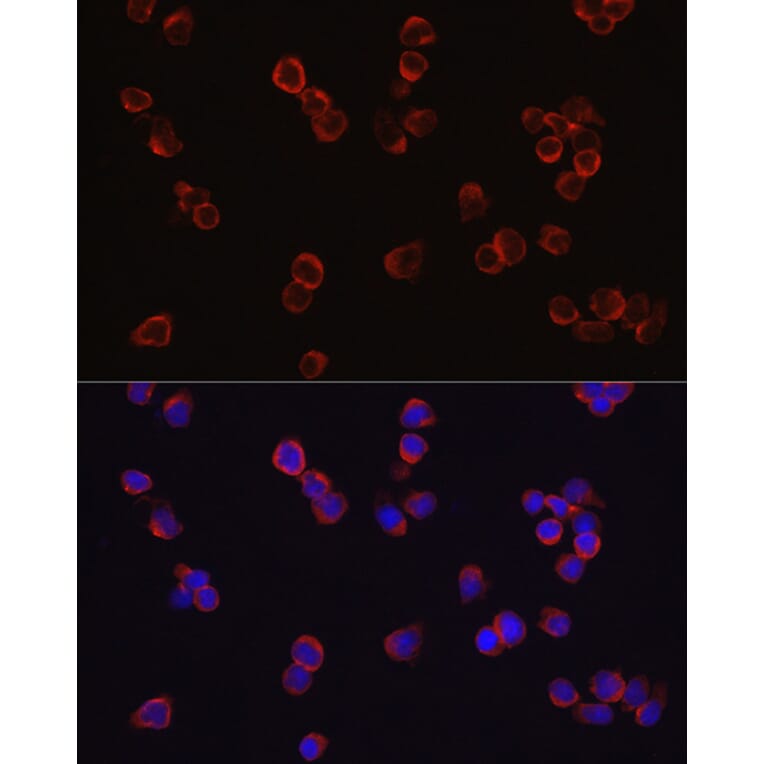 Immunofluorescence - Anti-CD4 Antibody (A11458) - Antibodies.com