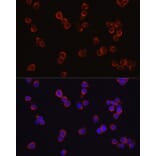 Immunofluorescence - Anti-CD4 Antibody (A11458) - Antibodies.com