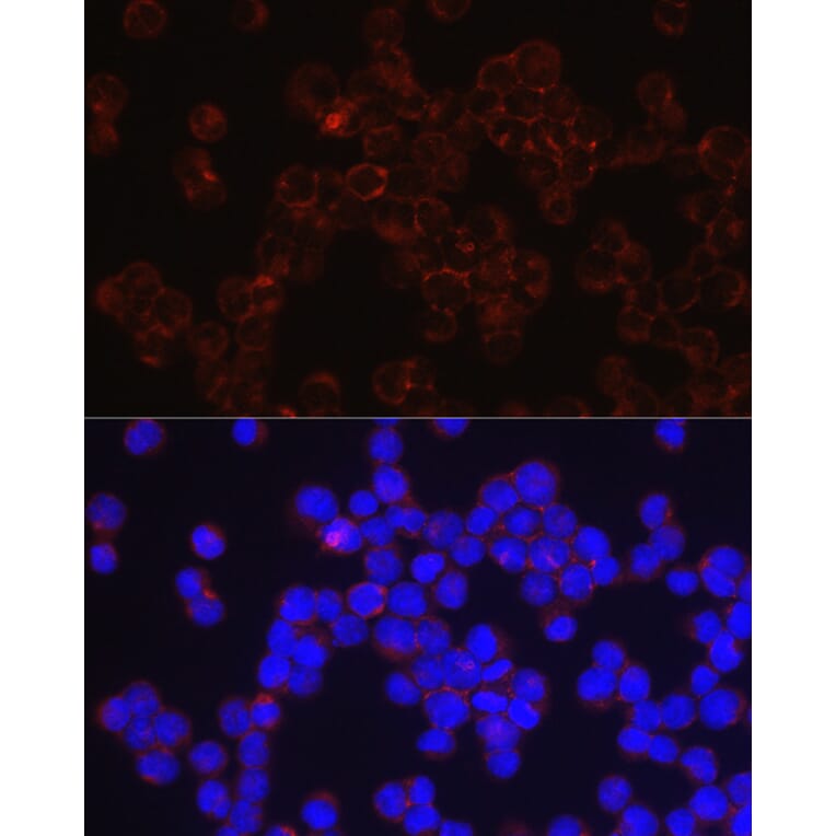 Immunofluorescence - Anti-CD4 Antibody (A11458) - Antibodies.com