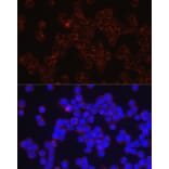 Immunofluorescence - Anti-CD4 Antibody (A11458) - Antibodies.com