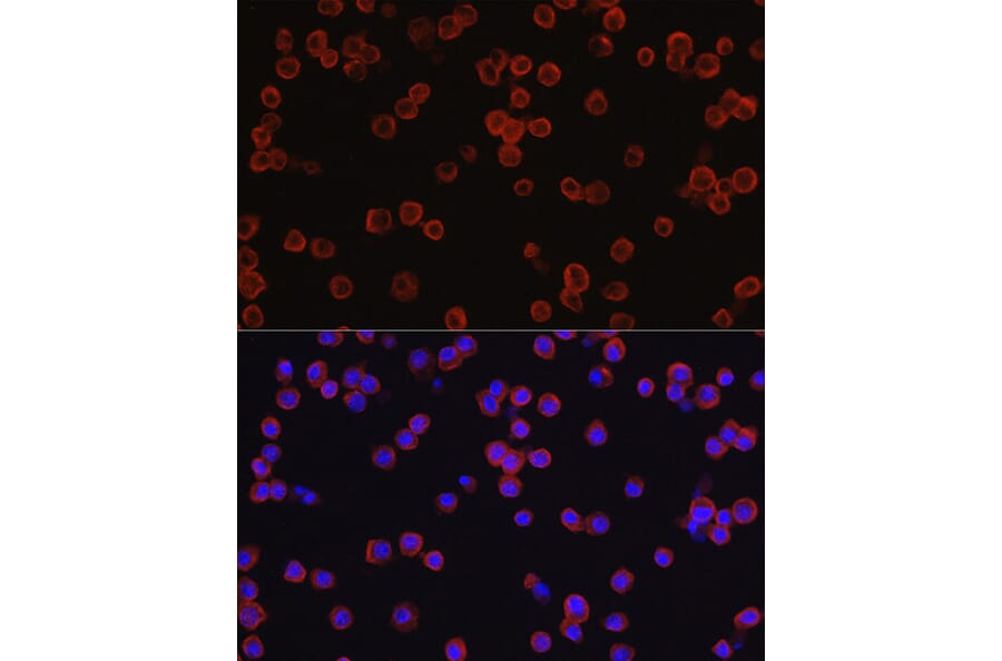 Immunofluorescence - Anti-CD4 Antibody (A11458) - Antibodies.com