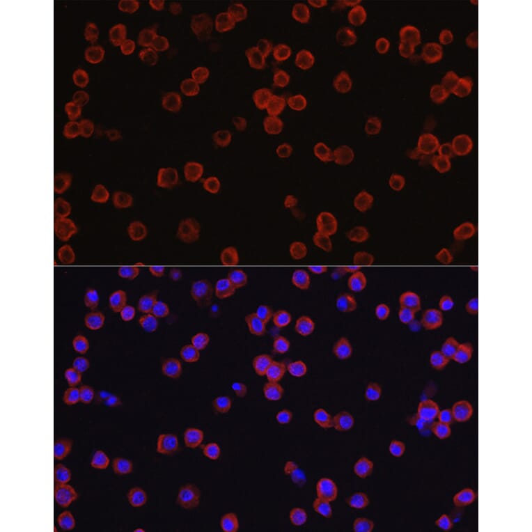 Immunofluorescence - Anti-CD4 Antibody (A11458) - Antibodies.com