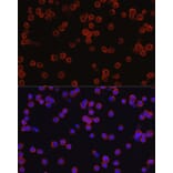 Immunofluorescence - Anti-CD4 Antibody (A11458) - Antibodies.com