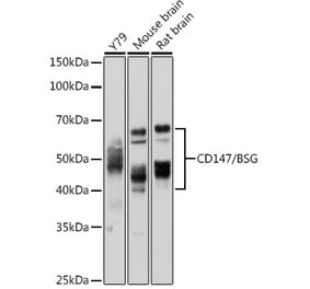 Western Blot - Anti-CD147 Antibody (A11460) - Antibodies.com