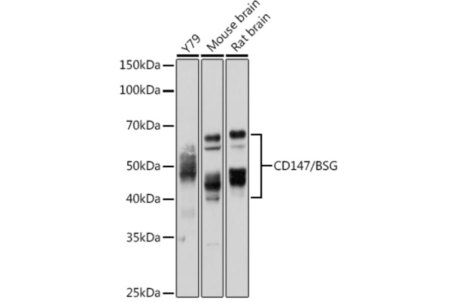 Western Blot - Anti-CD147 Antibody (A11460) - Antibodies.com