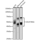 Western Blot - Anti-CD147 Antibody (A11460) - Antibodies.com