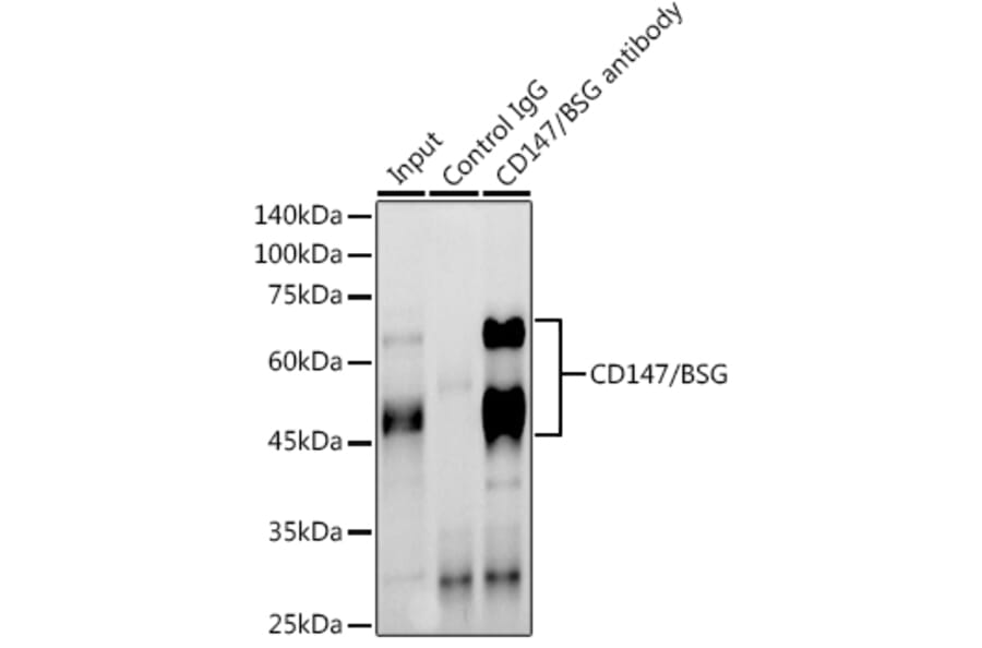 Western Blot - Anti-CD147 Antibody (A11460) - Antibodies.com
