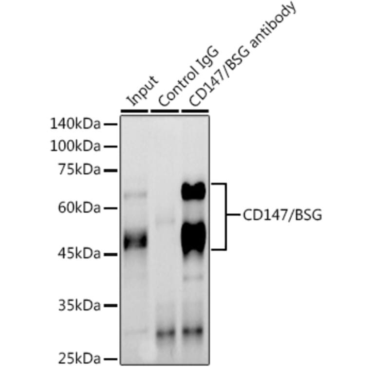 Western Blot - Anti-CD147 Antibody (A11460) - Antibodies.com