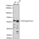 Western Blot - Anti-NOX2/gp91phox Antibody (A11464) - Antibodies.com