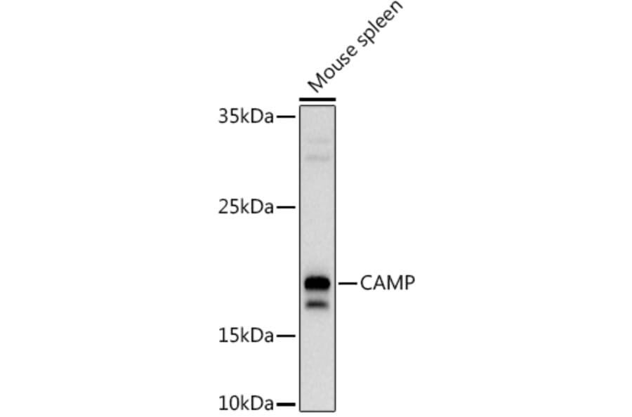 Western Blot - Anti-Cathelicidin/CLP Antibody (A11466) - Antibodies.com