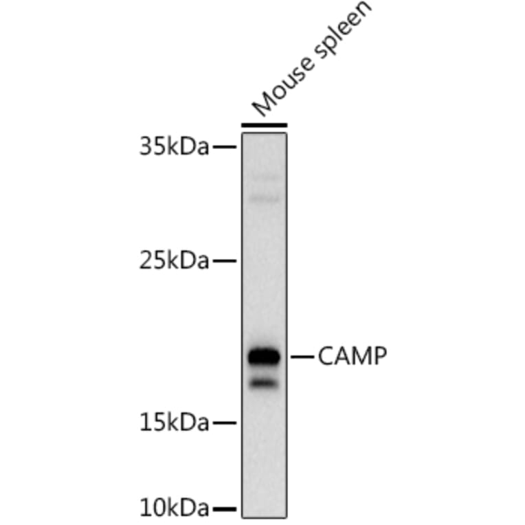 Western Blot - Anti-Cathelicidin/CLP Antibody (A11466) - Antibodies.com