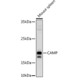 Western Blot - Anti-Cathelicidin/CLP Antibody (A11466) - Antibodies.com