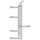 Western Blot - Anti-Cathelicidin/CLP Antibody (A11466) - Antibodies.com