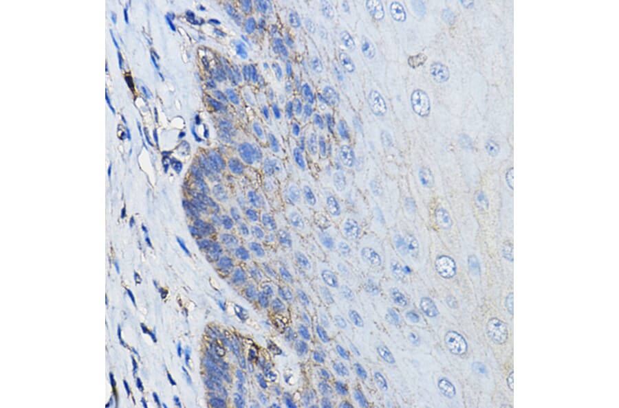 Immunohistochemistry - Anti-CD46 Antibody (A11467) - Antibodies.com