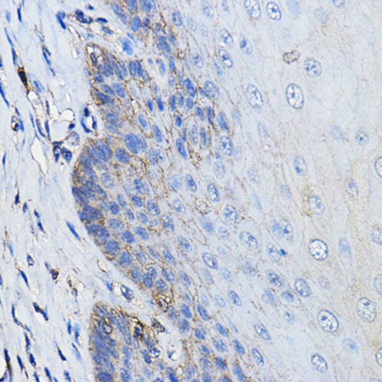 Immunohistochemistry - Anti-CD46 Antibody (A11467) - Antibodies.com