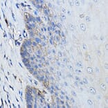 Immunohistochemistry - Anti-CD46 Antibody (A11467) - Antibodies.com