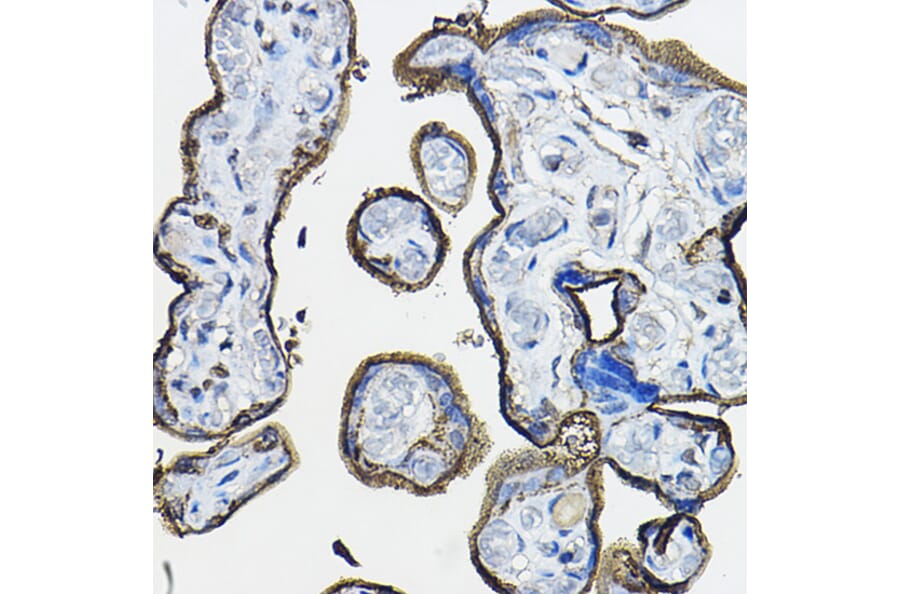 Immunohistochemistry - Anti-CD46 Antibody (A11467) - Antibodies.com