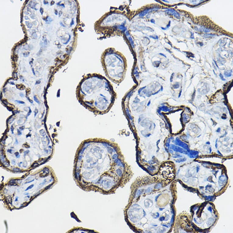 Immunohistochemistry - Anti-CD46 Antibody (A11467) - Antibodies.com