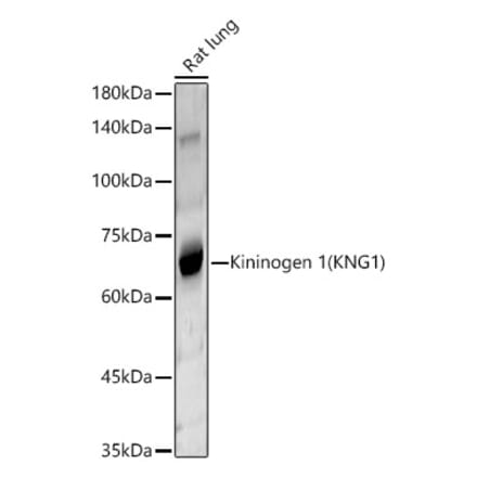 Western Blot - Anti-Kininogen 1 Antibody (A11469) - Antibodies.com