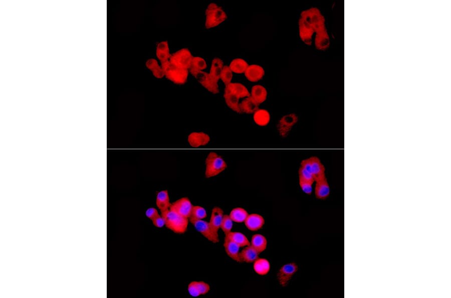 Immunofluorescence - Anti-Kininogen 1 Antibody (A11469) - Antibodies.com