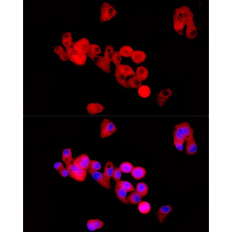 Immunofluorescence - Anti-Kininogen 1 Antibody (A11469) - Antibodies.com