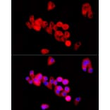 Immunofluorescence - Anti-Kininogen 1 Antibody (A11469) - Antibodies.com