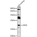 Western Blot - Anti-CD59 Antibody (A11470) - Antibodies.com