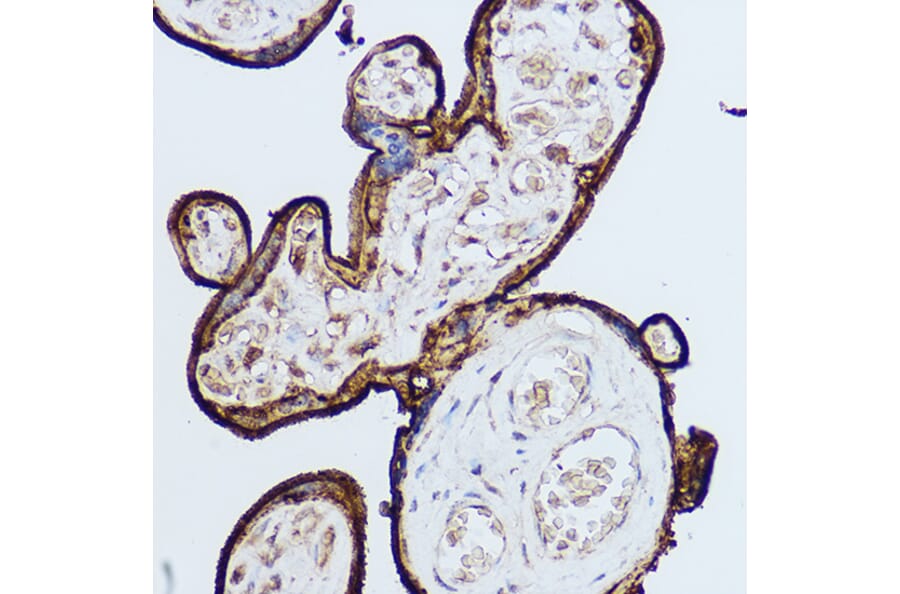 Immunohistochemistry - Anti-CD59 Antibody (A11470) - Antibodies.com
