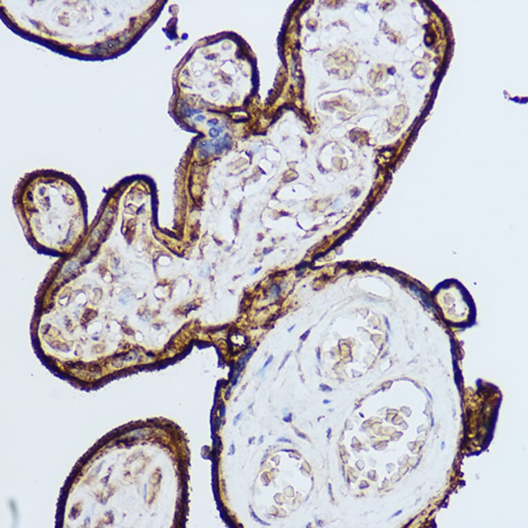 Immunohistochemistry - Anti-CD59 Antibody (A11470) - Antibodies.com