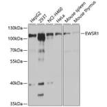 Western Blot - Anti-EWSR1 Antibody (A1690) - Antibodies.com