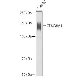 Western Blot - Anti-CEACAM1 Antibody (A11472) - Antibodies.com