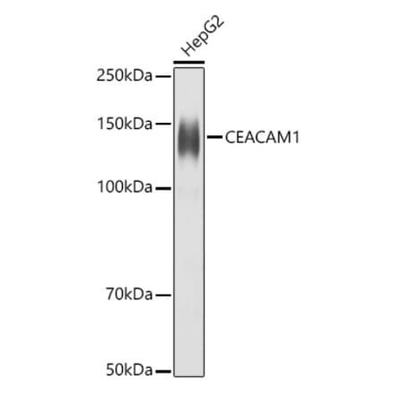 Western Blot - Anti-CEACAM1 Antibody (A11472) - Antibodies.com