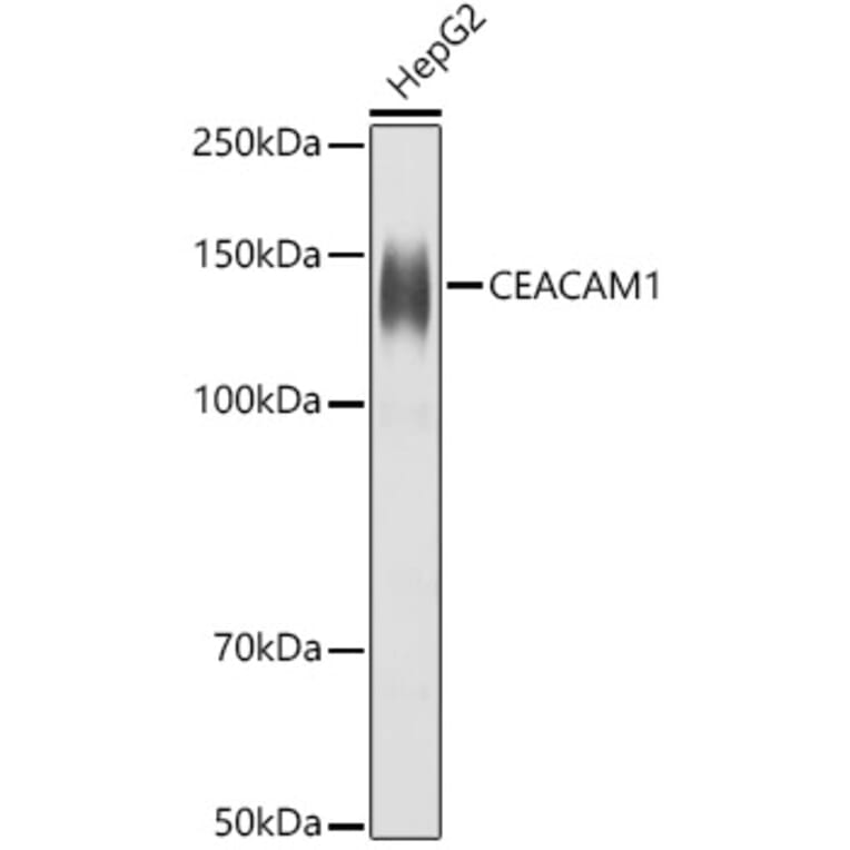 Western Blot - Anti-CEACAM1 Antibody (A11472) - Antibodies.com
