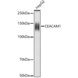 Western Blot - Anti-CEACAM1 Antibody (A11472) - Antibodies.com