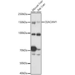 Western Blot - Anti-CEACAM1 Antibody (A11472) - Antibodies.com