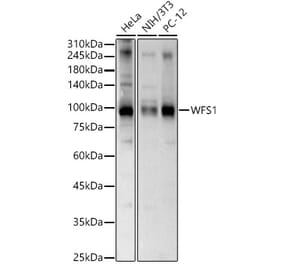 Western Blot - Anti-WFS1 Antibody (A11473) - Antibodies.com