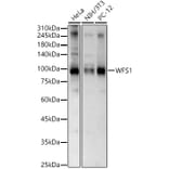 Western Blot - Anti-WFS1 Antibody (A11473) - Antibodies.com