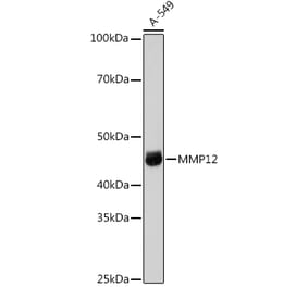 Western Blot - Anti-MMP12 Antibody (A11474) - Antibodies.com