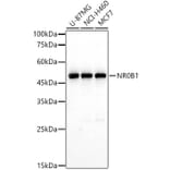 Western Blot - Anti-NR0B1/Dax1 Antibody (A11477) - Antibodies.com