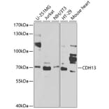 Western Blot - Anti-CDH13 Antibody (A1761) - Antibodies.com